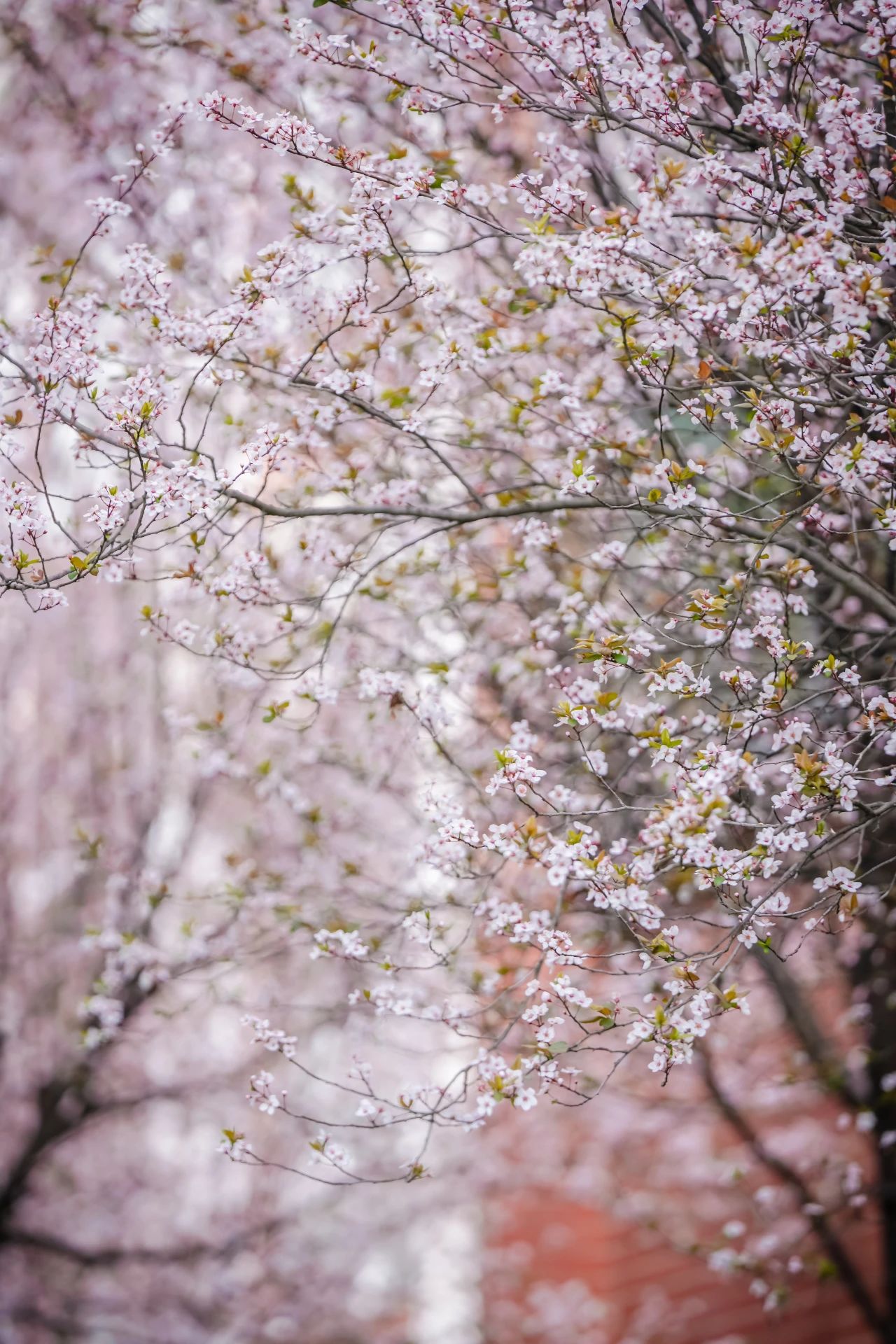 云南经济管理学院春季学期开学！ 第 9 张